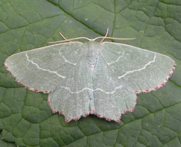 Sussex Emerald month